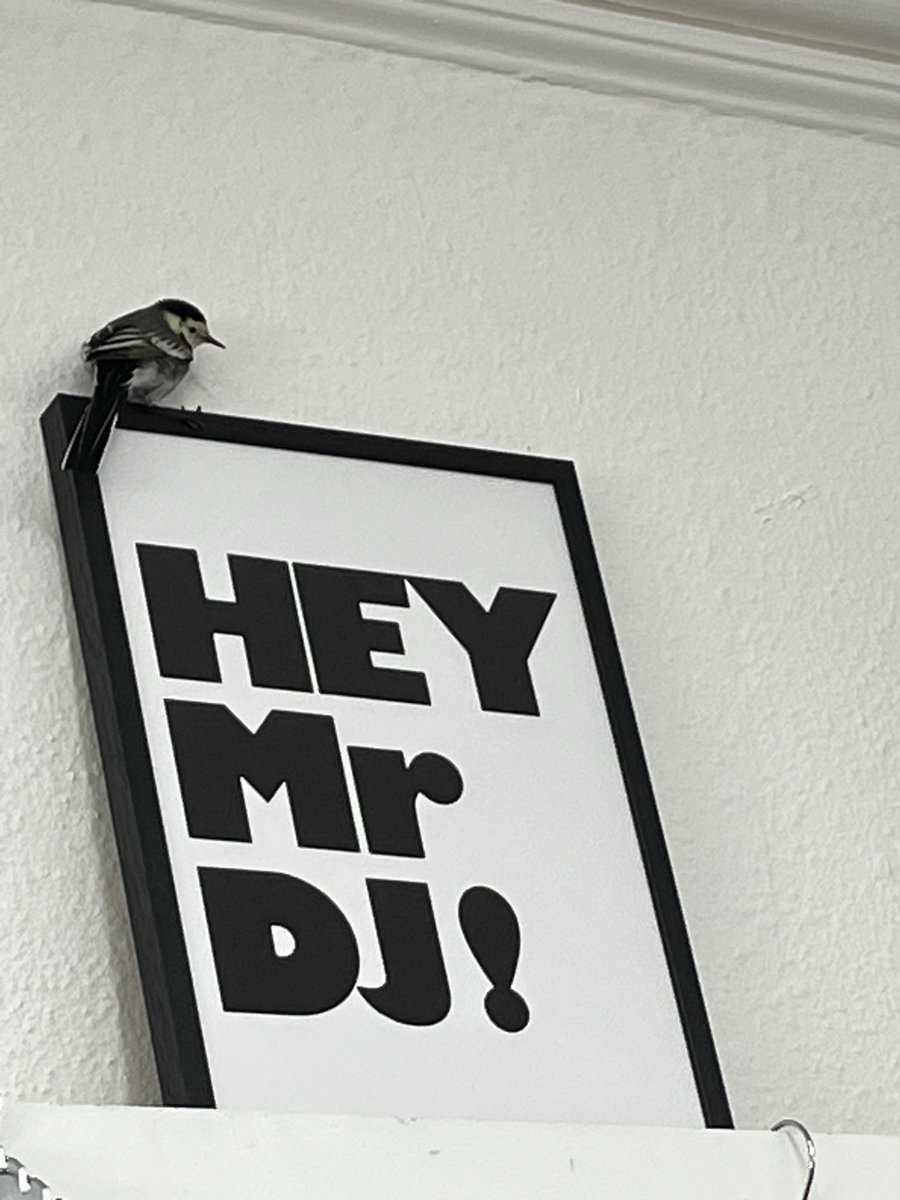 DJRIOTGIRL tweet media