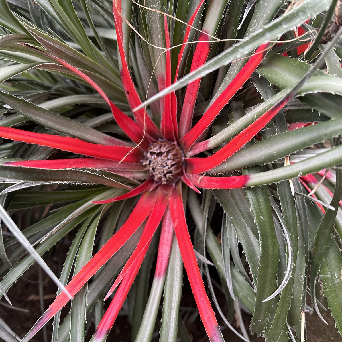 BruceBigPlant's tweet photo. Just let you know our winter sale is now on with 20% off most things except Dicksonia and Grass trees. Big Plant is back to being open 7 days a week. Quick wander today to find southing flowering was tough but at least these Fasicularia look suitably festive https://t.co/pglTubt856