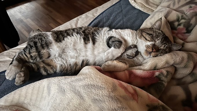 塩サバくんのこの安心しきった寝姿💤 