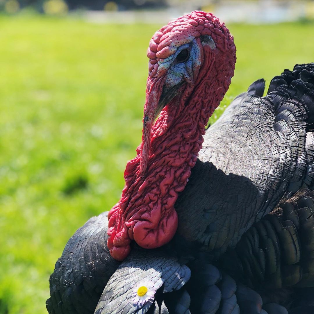 Don't bother to wish for "peace on earth" if you had this for holidays. Peace start from your plate. #Vegan #Veganuary2023 #veganism #govegan #veganfortheanimals 🌱