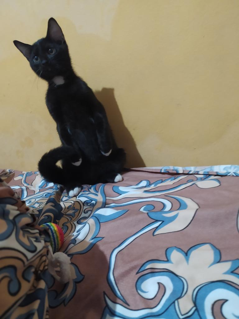 rezaugust's tweet photo. @kochengfs kucingku malah cosplay jadi .......... mentang2 bulan desember 😺 https://t.co/m1OPDZizhV