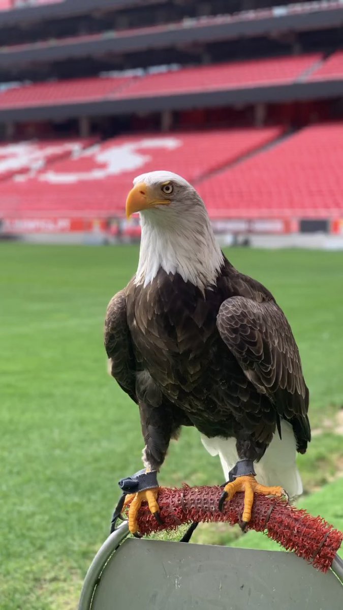 InformGlorious2's tweet photo. 🦅 https://t.co/dggTPvMKpK