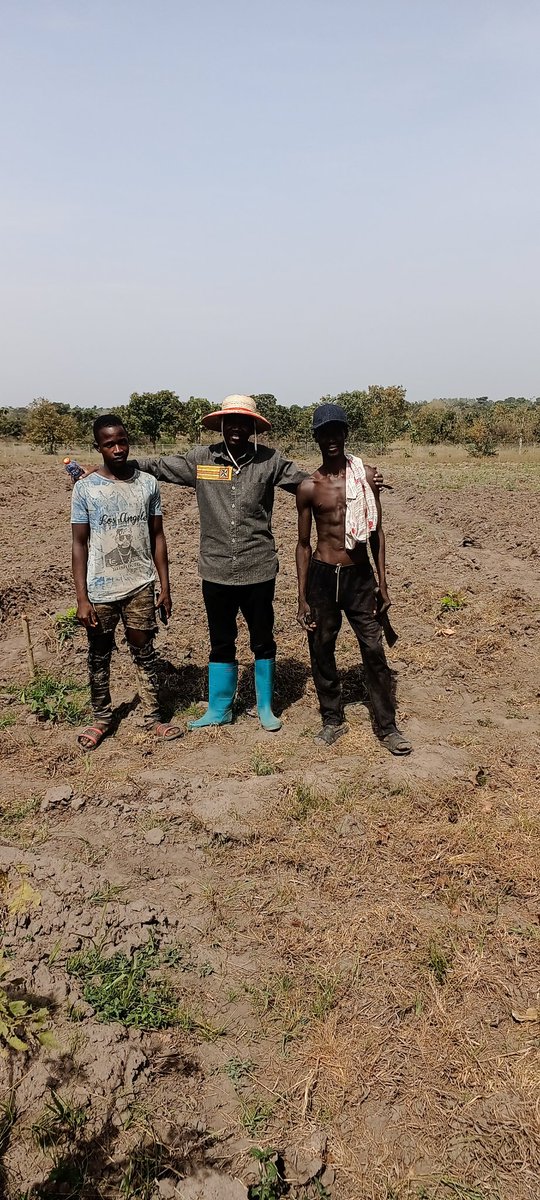 elhadjham's tweet photo. Les bonnes récoltes des #ignames au #TOGO. Le paysan, maillon faible doit être renforcé dans son domaine. La force d'une chaîne est fonction de son maillon faible. #TgTwittos . https://t.co/35qJfVRzvh