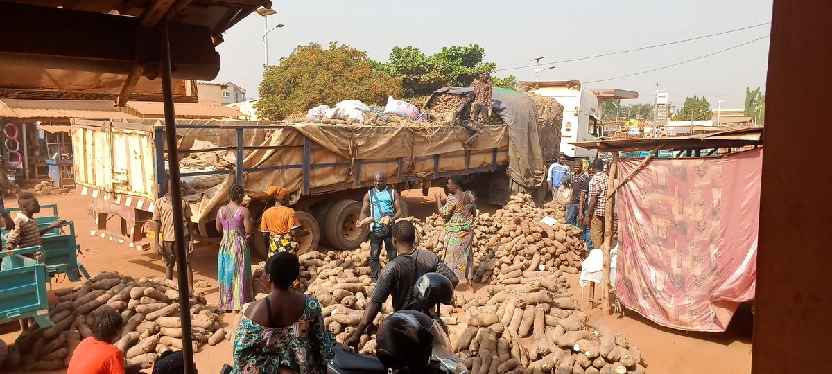 elhadjham's tweet photo. Les bonnes récoltes des #ignames au #TOGO. Le paysan, maillon faible doit être renforcé dans son domaine. La force d'une chaîne est fonction de son maillon faible. #TgTwittos . https://t.co/35qJfVRzvh