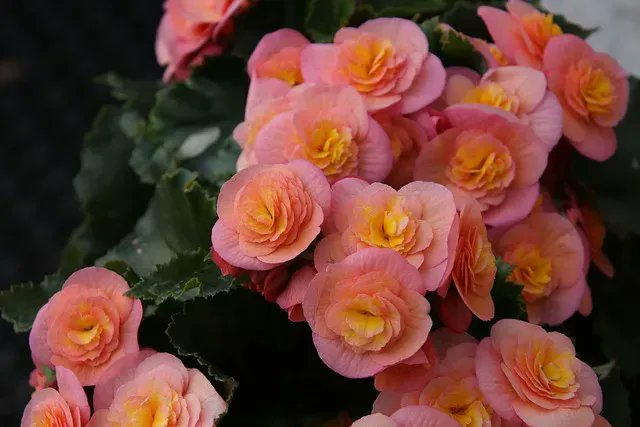 GlobalPlantGPC's tweet photo. Unity is strength: Begonia stomatal clustering improves water use efficiency https://t.co/BlbxWolfpU via @IPMBSinica @KimmyHo_Lab #plantscience https://t.co/OlP8AVx8hQ