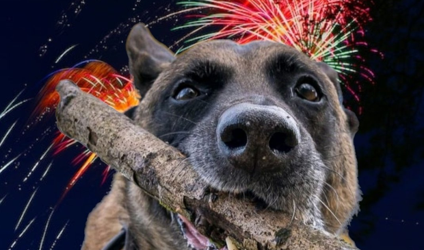 Vuurwerk afsteken bij honden is altíjd verboden, wat voor soort vuurwerk het ook is -  dehavenloods.nl/nieuws/algemee…