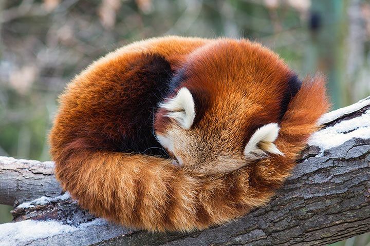 RedPandaEveryHr's tweet photo. https://t.co/yd1EAStIyY