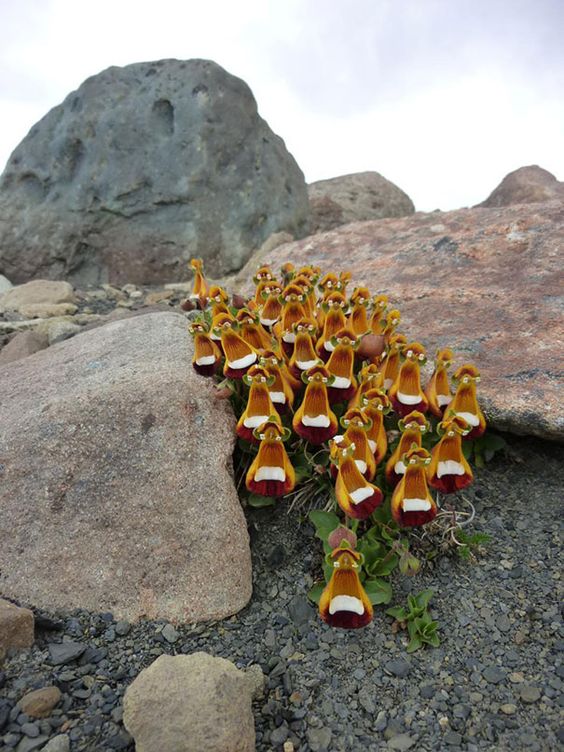 #amazingworld #Nature #photo  #landscape #Flowers 

Calceolaria uniflora (Darwin's Slipper) 
It is an evergreen perennial with darkish-green leaves and erect to ascending stems. They look like 3d rendered chickens wearing glasses and holding cake.