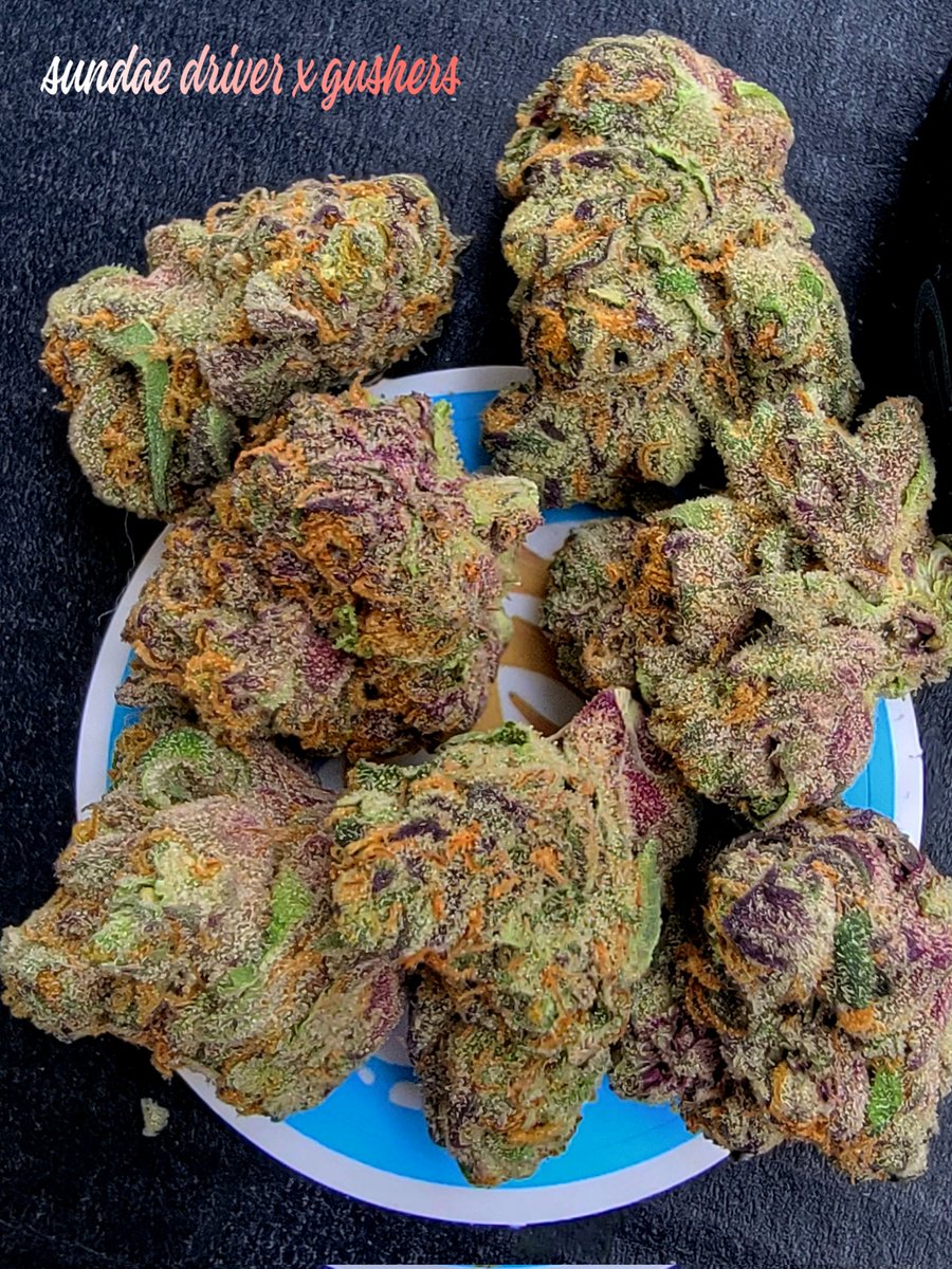 cookiesqueen33's tweet photo. This may be some of the prettiest flower I've ever had! You will be seeing more photos of this one. #Mmemberville #CannabisCommunity #StonerFam https://t.co/bB1doH8oz4