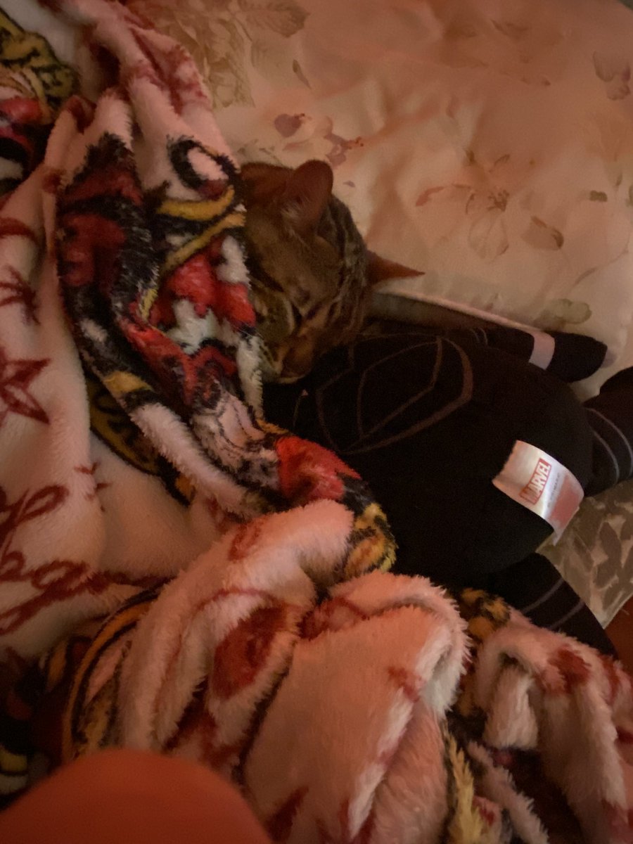 misschatty93's tweet photo. @sammyguevara A tired stark after an amazing Christmas Day. 🧡. https://t.co/X2NvArDZSi
