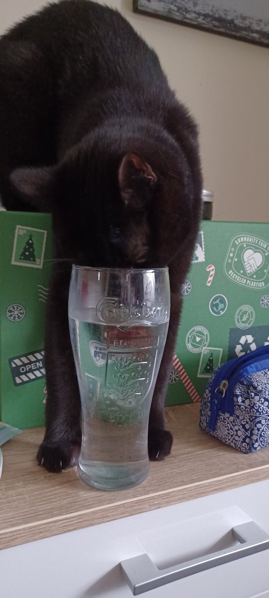LifeastheGinge1's tweet photo. He has a water bowl, water fountain and the bathroom sink is filled with water, so why for the love of god does he want to drink my water!!! #nuttercat https://t.co/cWy8udiepK