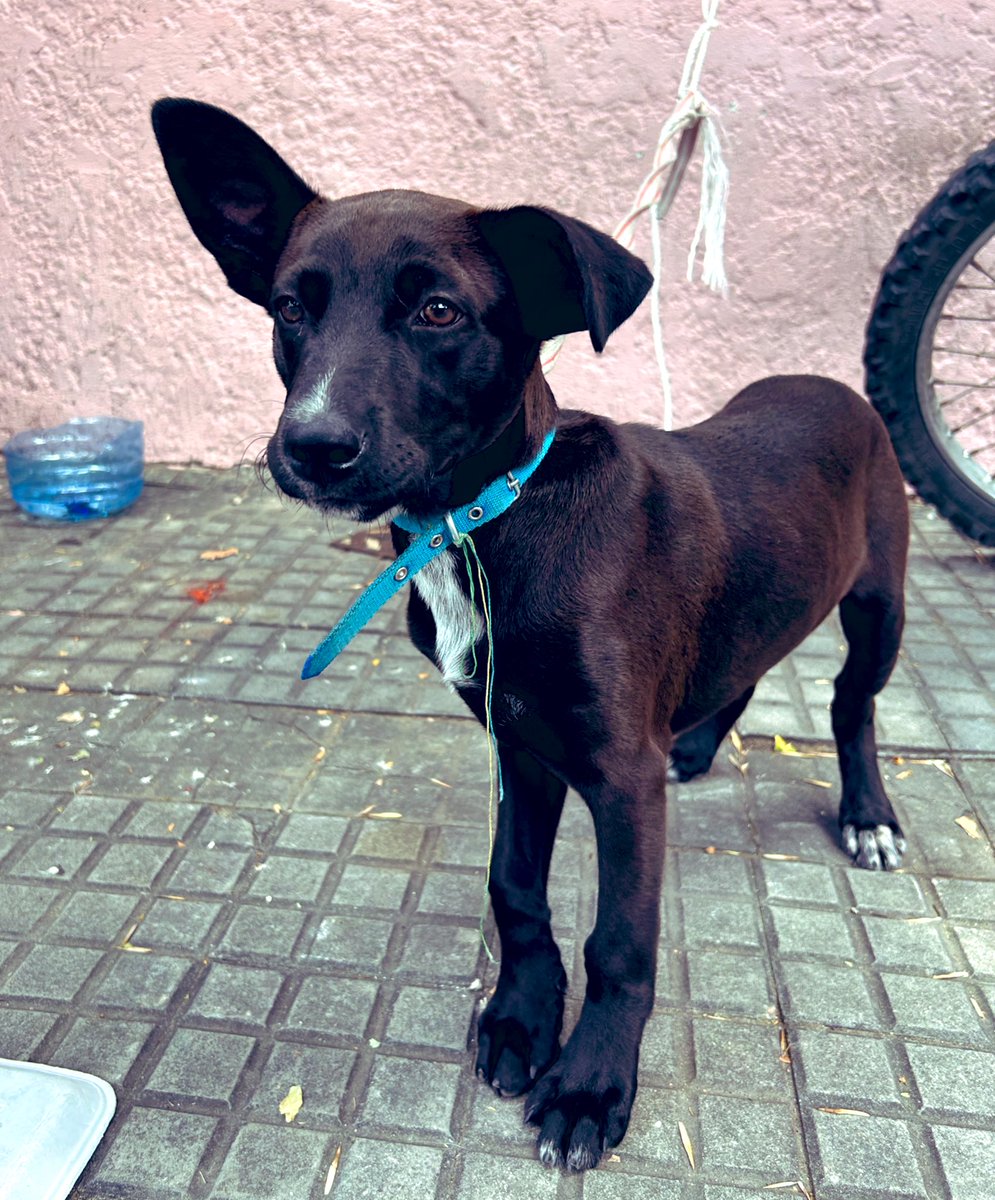 elFerDias's tweet photo. Apareció este perrito en el barrio. Anda buscando a sus dueños o nuevos dueños. Está en la frutería de Ramón Márquez y Enrique Martínez y le hace fiesta a todos. Se agradece compartir. https://t.co/E8UZbfUXOA