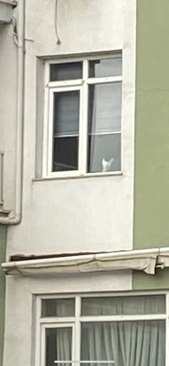 kedi radarım yine şaşırtmadı