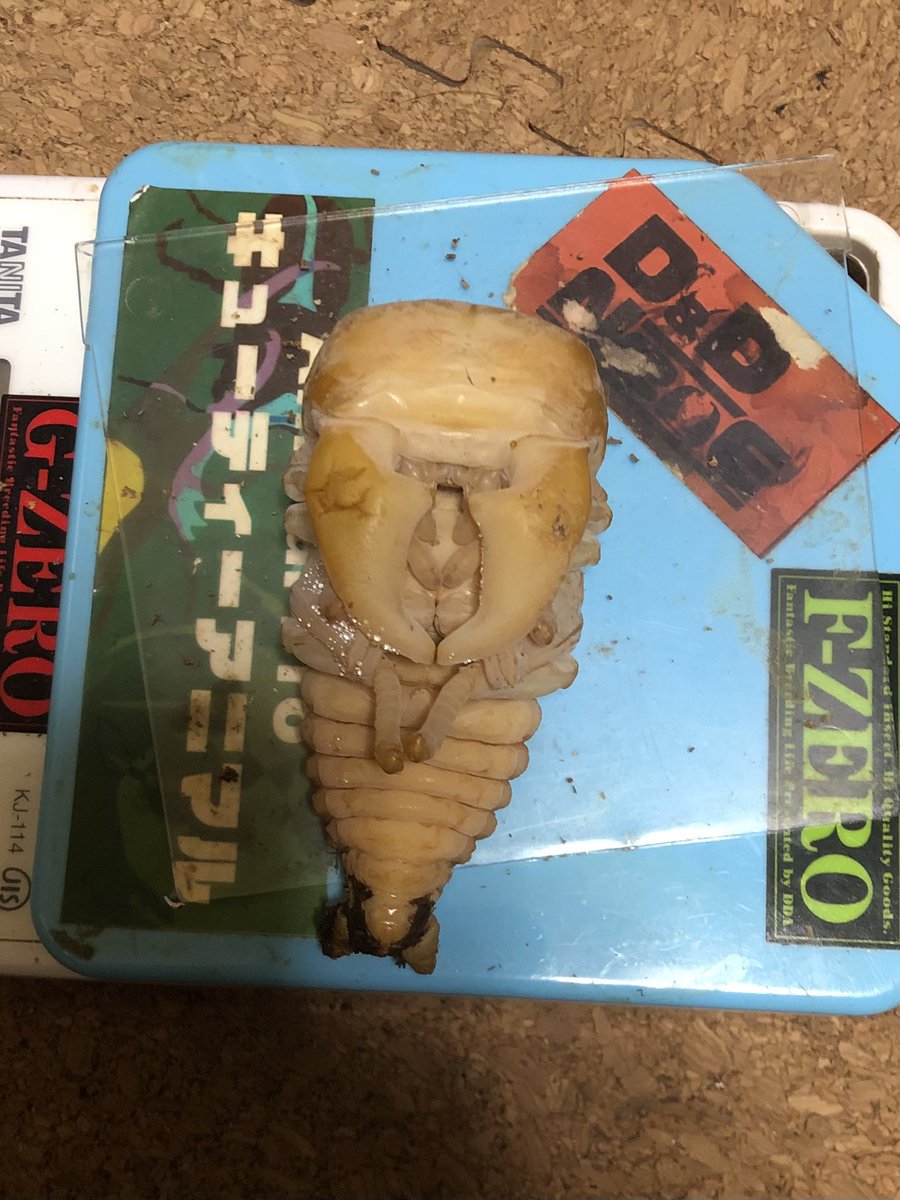 TraciiOscar27's tweet photo. アチェtype-Gt
サイズは98〜100㎜辺りの予想。
コレ、まともに羽化したら計測楽しみやろなぁ🤤
見た感じもこの時点でのゲームオーバー感ないし😆 https://t.co/y31tTaeC7I