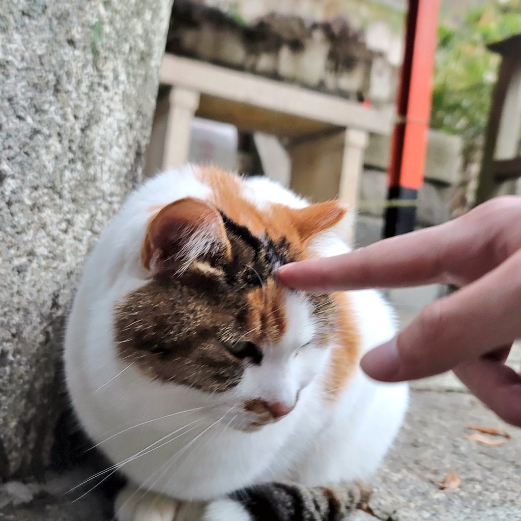 日本 旅行 - 紳士の猫 no.3