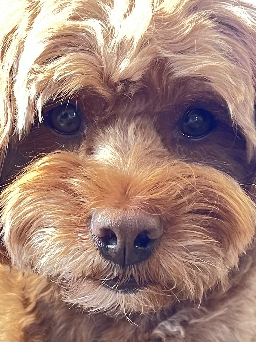 Luna Rose Bernedoodle tweet media