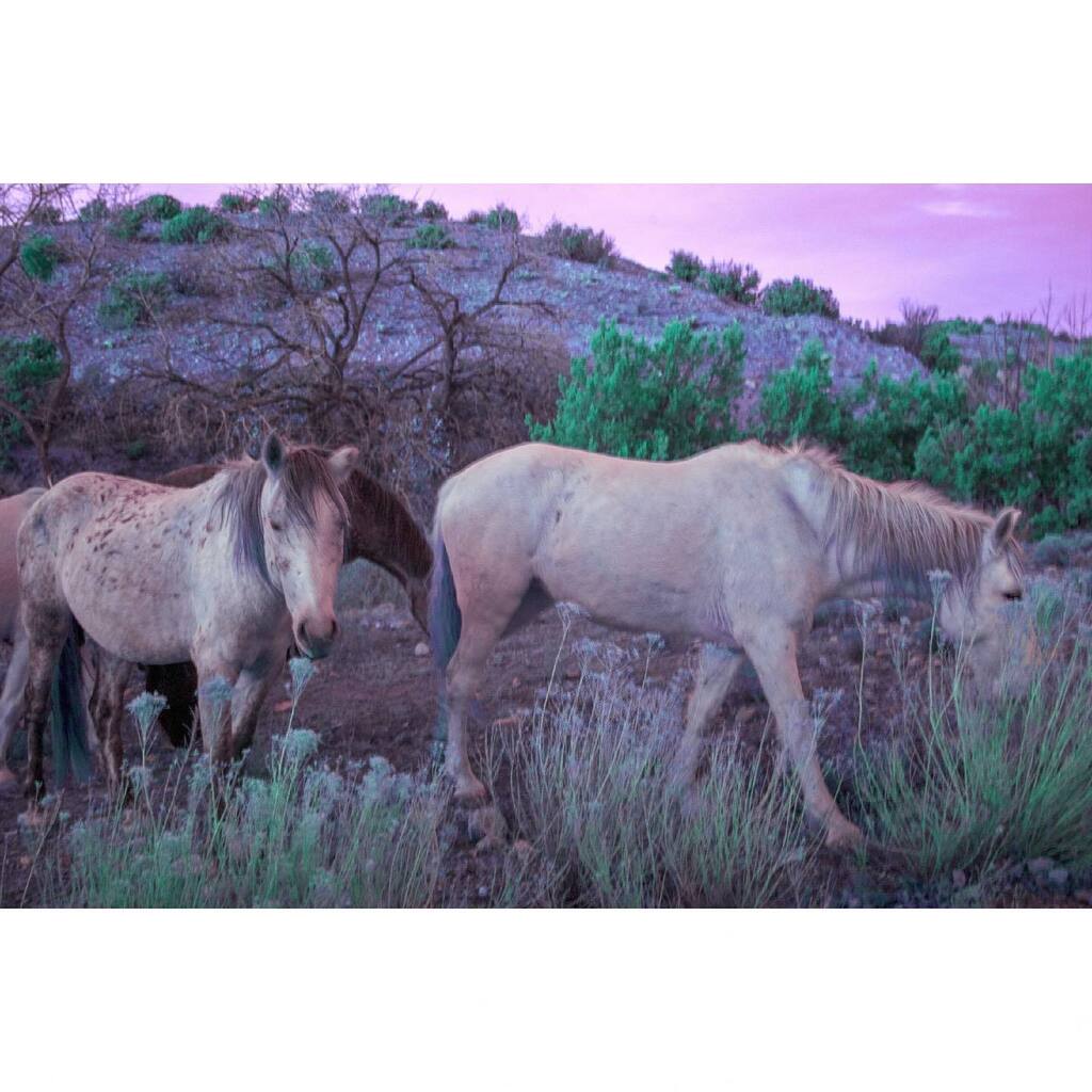 #Horses #grazing #channwelswap
#Letsgetwordy #Ipulledoverforthis #Cottoncarrier #Harnessyourphotography #Wanderlust #Theimginfo 
#Infrared #Kolarivision #Fullspectrum #Colorinfrared #Bwinfrared #Ir #Ig_infrared #Irphotography #Infraredvision #Mammal #Un… instagr.am/p/Cmtm5uUOVCM/