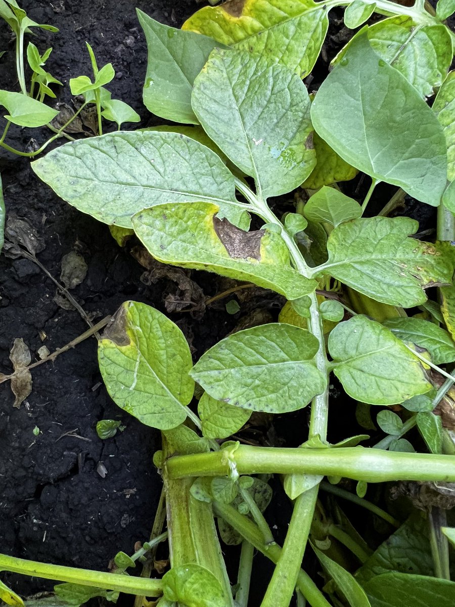 gastonviani's tweet photo. #monitoreo en lotes de papa en el SE Bonaerense. Síntomas de Botrytis cinerea, principalmente en cultivos con gran desarrollo aéreo. A estar alertas!
Foto 1 síntomas en hojas - Foto 2 síntomas en inflorescencias
#potatoscouting #potato #sudeste #papa #monitoreo #botrytis https://t.co/yqgl1P4ohM