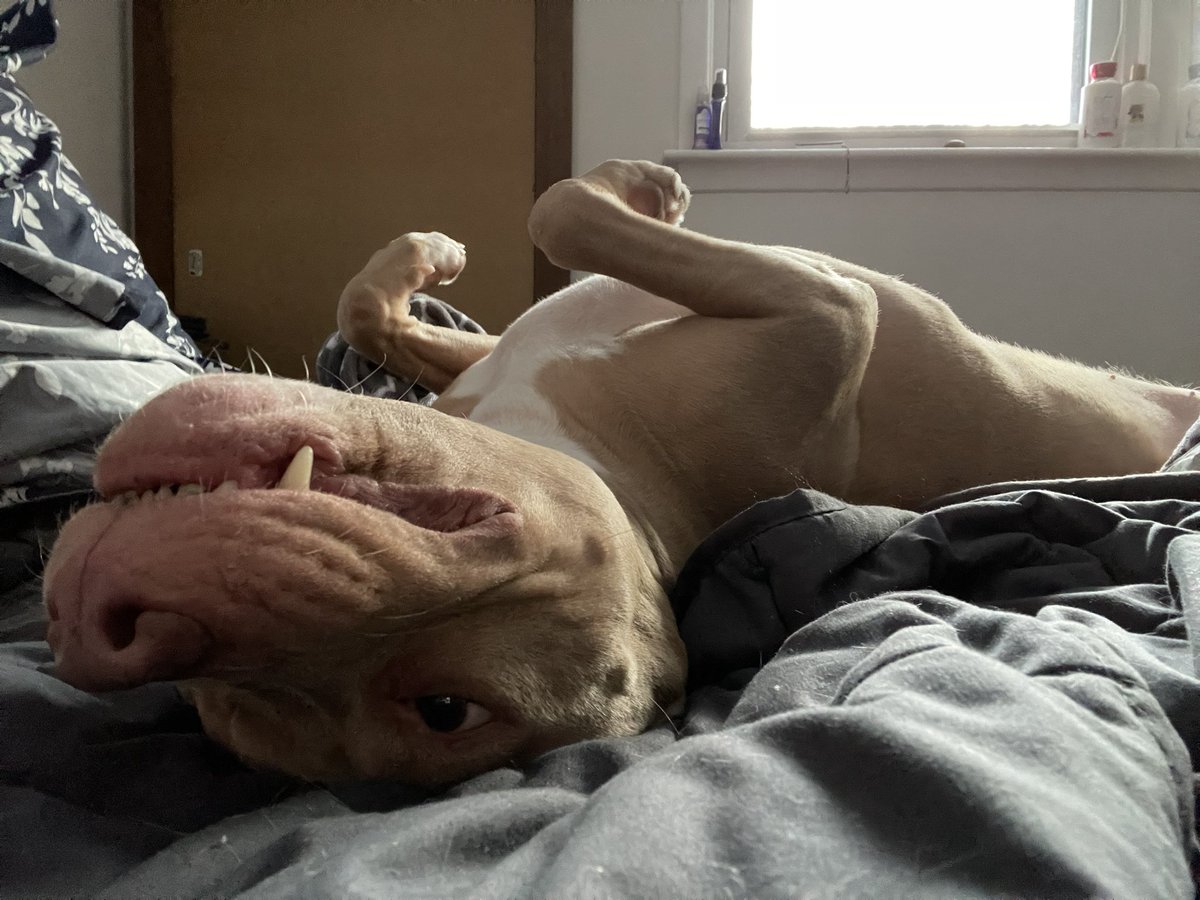 TheComicBurrito's tweet photo. Happy 5 Years Gotchya day to Leela!! π 𦴠π₯© ποΈ
Sheβs ready for her belly scratches, please form a single file line and no pushing folks! #gotchyaday #RescueDog #dontbullymybreed #toofers https://t.co/2suNHyEtgk