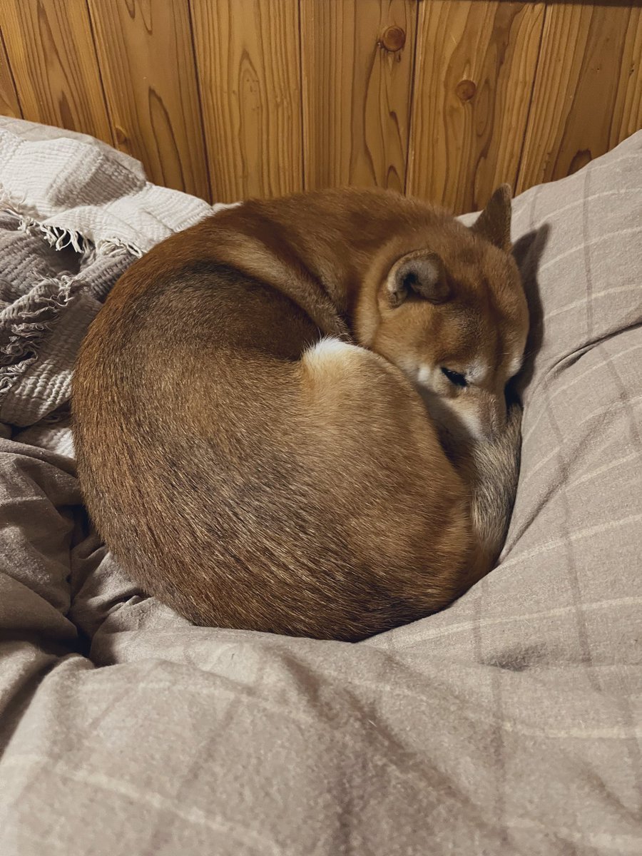 #柴犬 #犬 #愛犬 #dogs

おやすみなさい🌙 https://t.co/JBu9Cuq8Ks