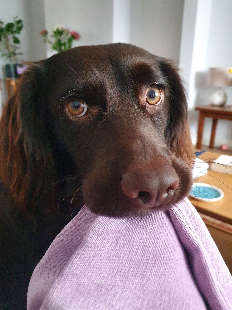 FlorrieStack's tweet photo. @Jason__Watkins @AllDogsMatter Gorgeous, soppy eyed and very destructive, Stanley. Best of luck with your new arrival. https://t.co/9BnIgbHVXO