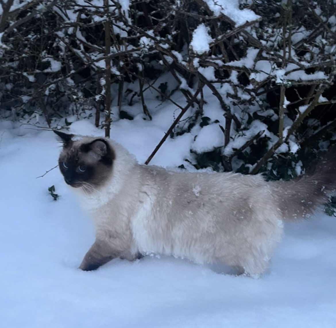 Flaaaaash's tweet photo. ‼️PLEASE SHARE‼️
My wee kitty has went missing from Upper Craigs, Stirling.
If anyone sees him please shout me 🙏🏼 https://t.co/IbNE0qCzqi