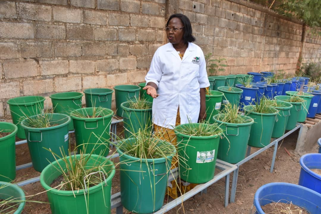 TiladoAbga's tweet photo. Dans le Centre-ouest et le Centre-sud du #Burkina , une équipe de chercheurs utilisent "une plante miracle'' pour dépolluer les sols et les eaux contaminés par des métaux lourds tels que le cyanure utilisé dans les sites d'orpaillage. Cliquez sur le lien https://t.co/DbIHxroWVQ https://t.co/atZfGnLDvJ