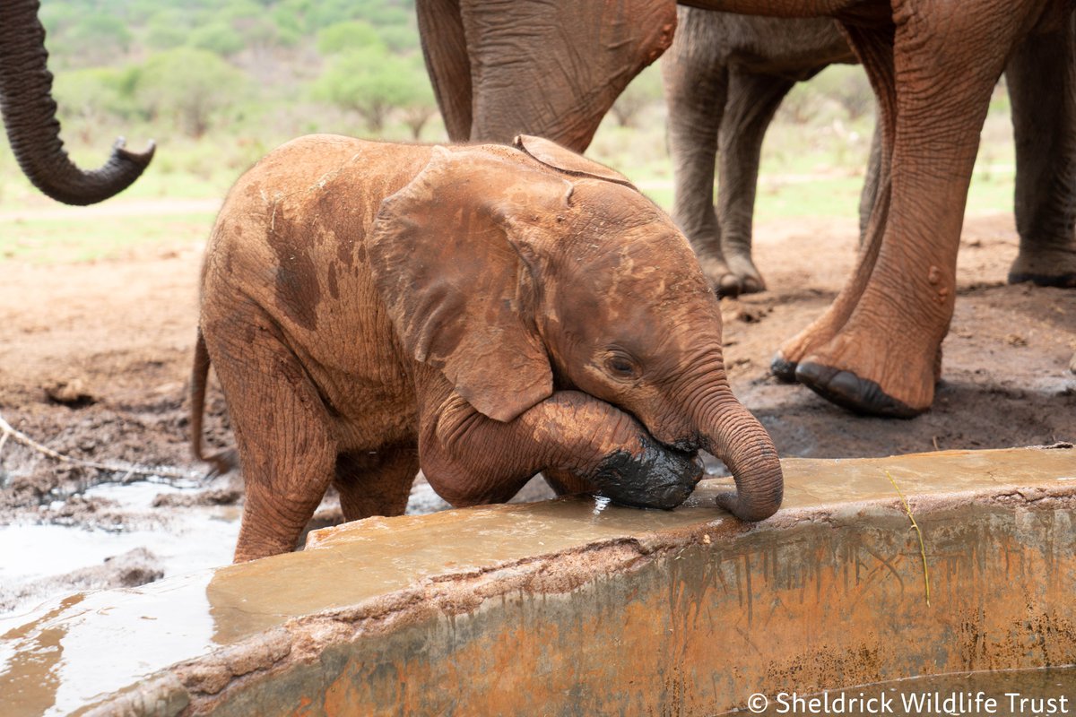 SheldrickTrust's tweet photo. Ithumba was the backdrop for an incredible baby boom this year, including ex-orphan Yatta's first grandcalf, Yebo, who was born to Yatta's eldest daughter Yetu. https://t.co/RuXFdp3loB #SWT2022 https://t.co/WNpCp7LjDL