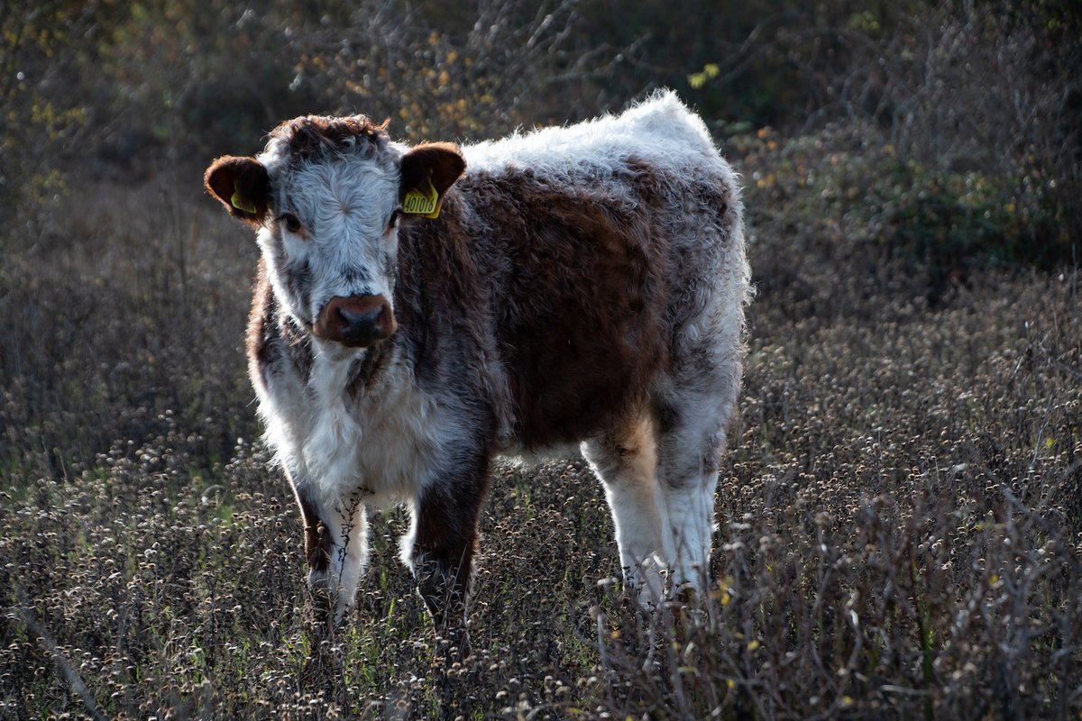 KneppKitchen's tweet photo. We hope you all enjoyed some fantastic meals over Christmas! Our butchery team are now enjoying a well-earned break after a busy leadup to Christmas. We will be back processing orders for Wild Range Meat from 3 January.
#longhorn #organicbeef #conservationgrade #pasturefed https://t.co/rg5ac7Jixg
