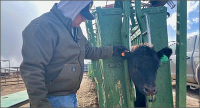 Farmers use intelligen #IoT sensors to track and monitor livestock locations activities:
okt.to/se4vOA
#Sensors #edgecomputing #AgTech #Bluetooth