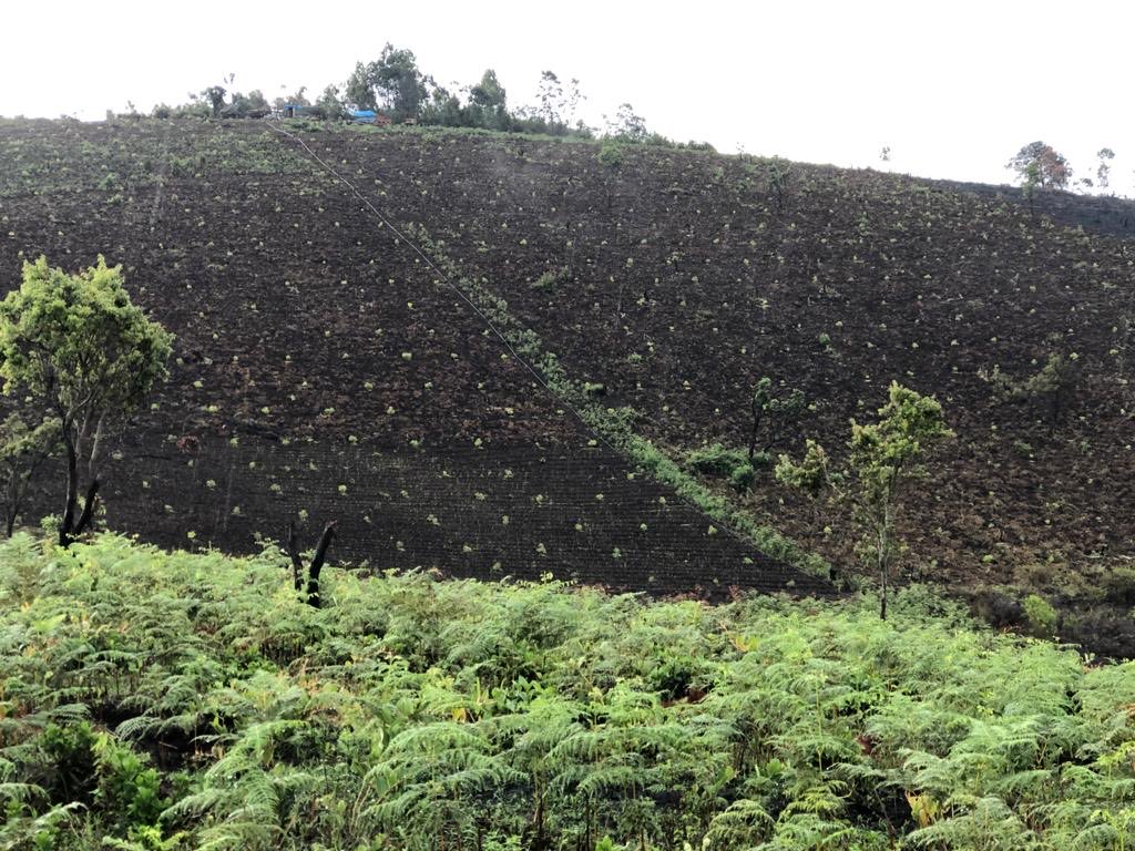 Avocado farming in Tanzania