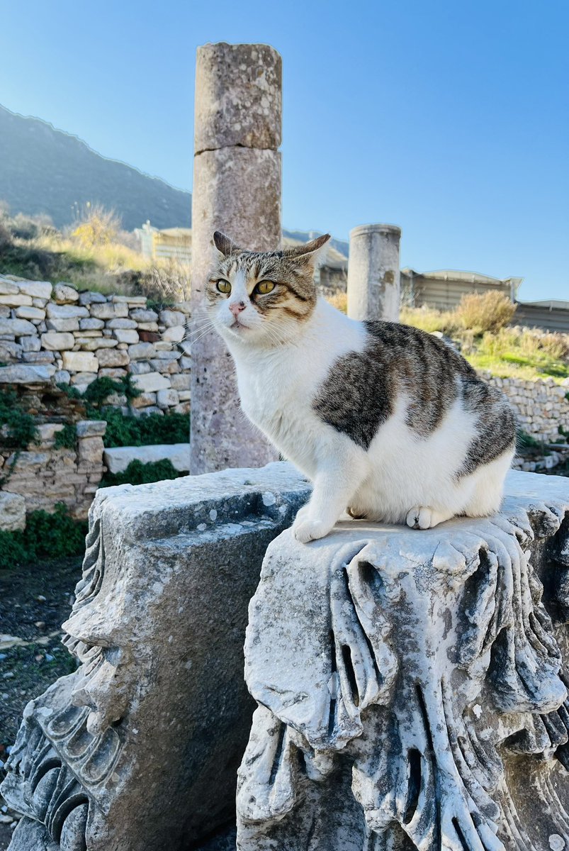 Qin Zhang 张秦 tweet media