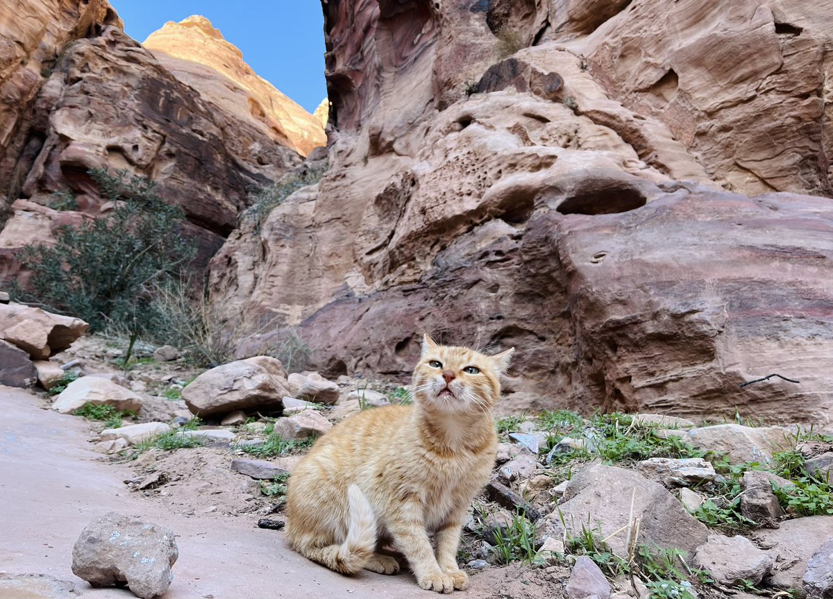 Qin Zhang 张秦 tweet media