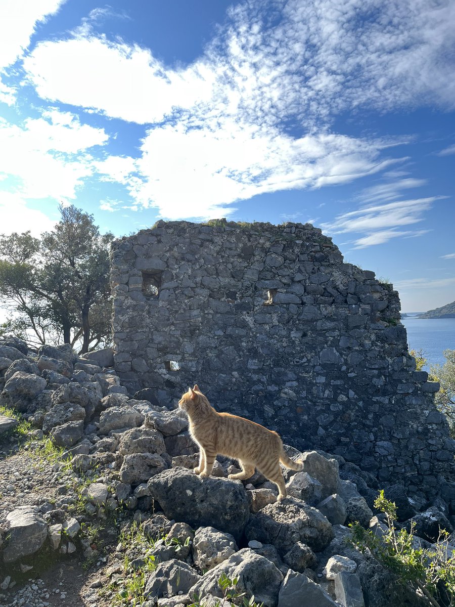 Qin Zhang 张秦 tweet media