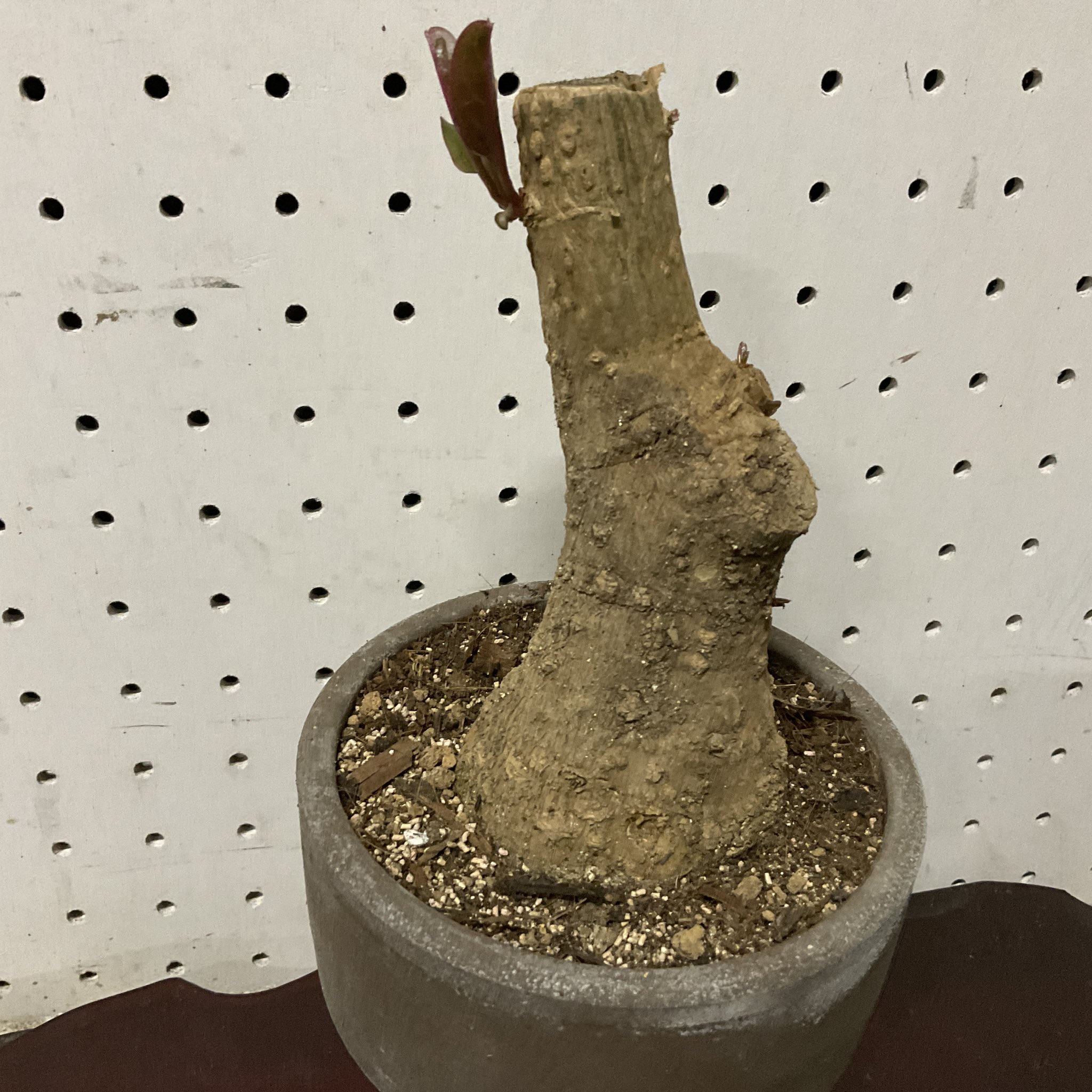 ペット植物 オンブー