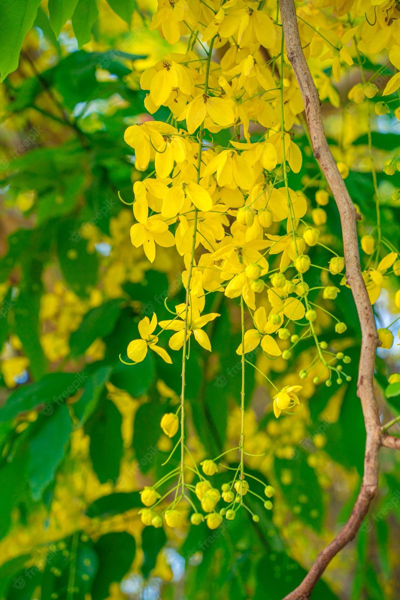 rathi0102's tweet photo. Cassia fistula are specially used in joint pain, migraine, chest pain, blood dysentery, fever, heart diseases, retained excretions and biliousness. It is also used in rheumatic condition, haemorrhages, wounds, ulcers and boils and various skin diseases.#siddhaday https://t.co/IOTbNS8uSM