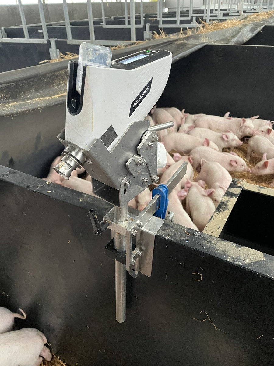groundsfarm's tweet photo. 700 pigs vaccinated in 90 minutes this morning with this bit of kit with 3 of us. Good workout https://t.co/3xf5KnsbDd