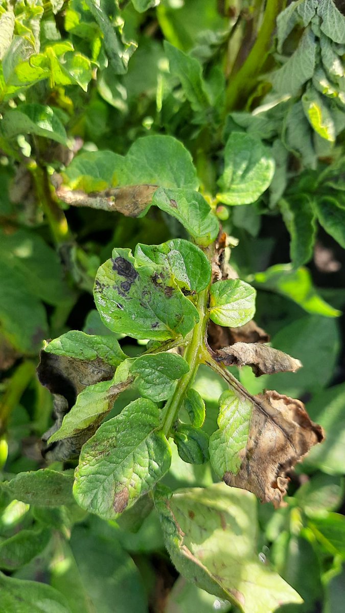 aesalvalaggio's tweet photo. Síntomas de TSWV en lotes del #SudesteBonaerense. Fotos - Necrosis apical en: tallos, flores, nervaduras y hojas. Las lesiones en las hojas se pueden ver como anillos necróticos concéntricos, o manchas necróticas compactas o zonadas concentricamente. #Trips #Monitorear #TSWV https://t.co/3AoDGeqbaQ