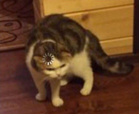 BimaSO's tweet image. Otak nge-bug 🤣