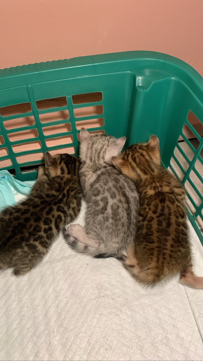 kochengfs's tweet photo. 🐈 lg pd ngapain mreka ya🤫 https://t.co/fZsnRAonBf