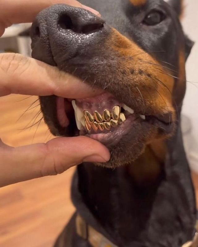 Dynasteds's tweet photo. Gold-Dog 🥇 https://t.co/P5UfBW3JAq