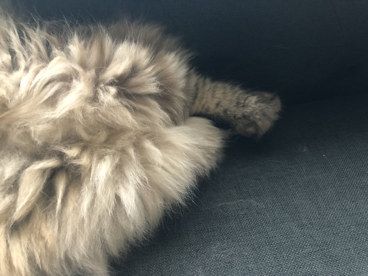 Vlad the Impaler the Cat tweet media