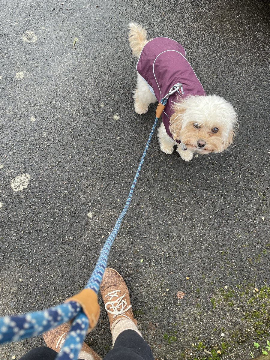 Welshhhcake's tweet photo. Ideal weather for new fleece lined cosy coats 🐶❤️ https://t.co/Yco8JxnHFZ