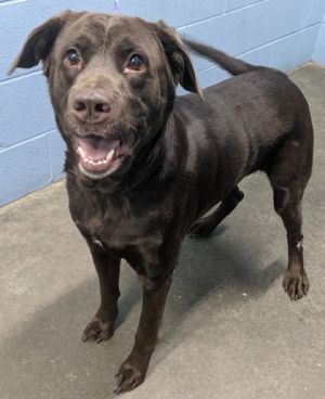 Hey! I am Bentley HW(-). I am a Male Labrador Retriever and Mixed Breed.
petfinder.com/dog/bentley-hw…