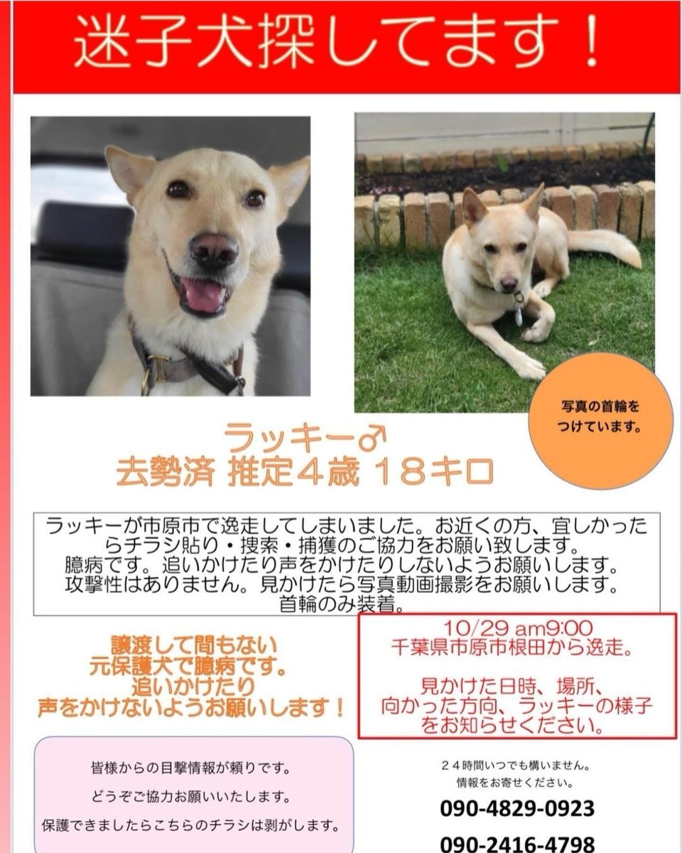 luckysdailylife's tweet photo. 【拡散希望】
2022年10月29日千葉県市原市自宅より逸走。
懸命に捜索しています。
どんな些細な事でも構いません。
皆さんのお力をかしてください。
#迷子犬 #元保護犬 #千葉県市原市#山口県から来たラッキー#lucky https://t.co/kyO3UreLOt