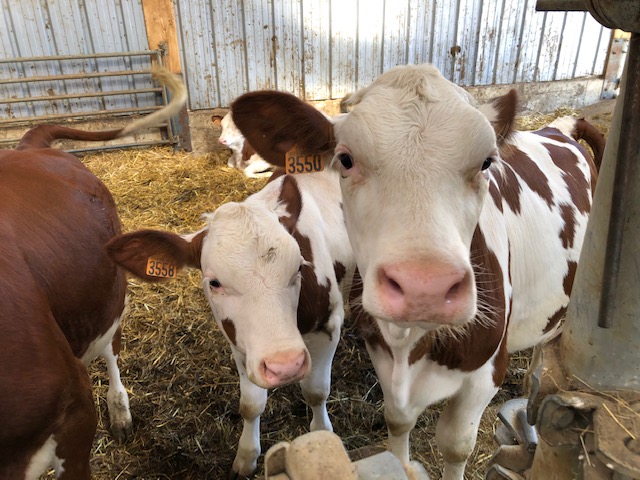 Happy 2023 world! From your friends at Comté!🎉
#comté
#comtecheese
#iloveimportedcheese