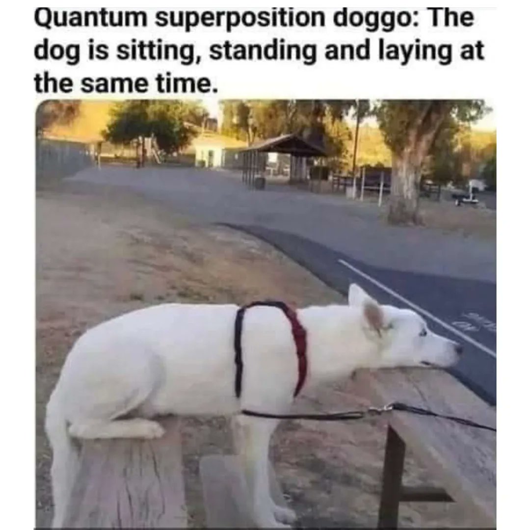 CoffeeTableSci's tweet photo. This dog is the new Stephen Hawking.
Follow us:
FB:@coffeetablescience
IG: @coffeetablescience
Twitter:@coffeetablesci
#quantumphysics #physicsmeme #memegod #sciencememe #memedaily #memepage #physicsonly #physicsfun #memes #dogmemes #hilariousmemes https://t.co/EdHDbgzfsw