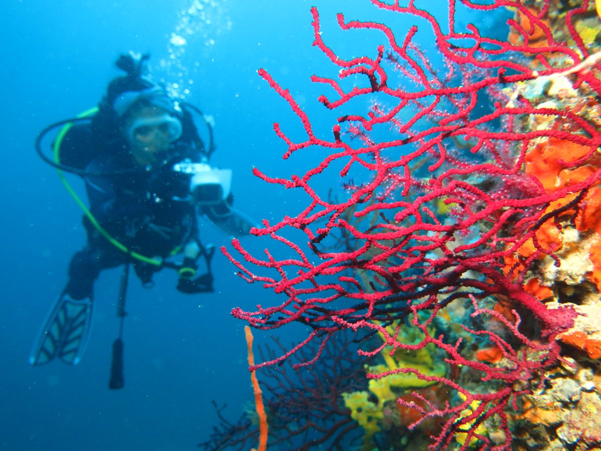 Kimler kırmızı mercanları seviyor? 😊

#bursa #dalgıç #DalışEğitimi #Scubadiving #scuba #doğayıseviyorum  #hayvanlar #tüplüdalış #macerayaortakol  #yaşam #mudanya #özlüce #nilüfer  #sendegel #bizekatıl #dalgıç #sensizbirkişieksiğiz  #wearessi #coral #deepdive #mercan