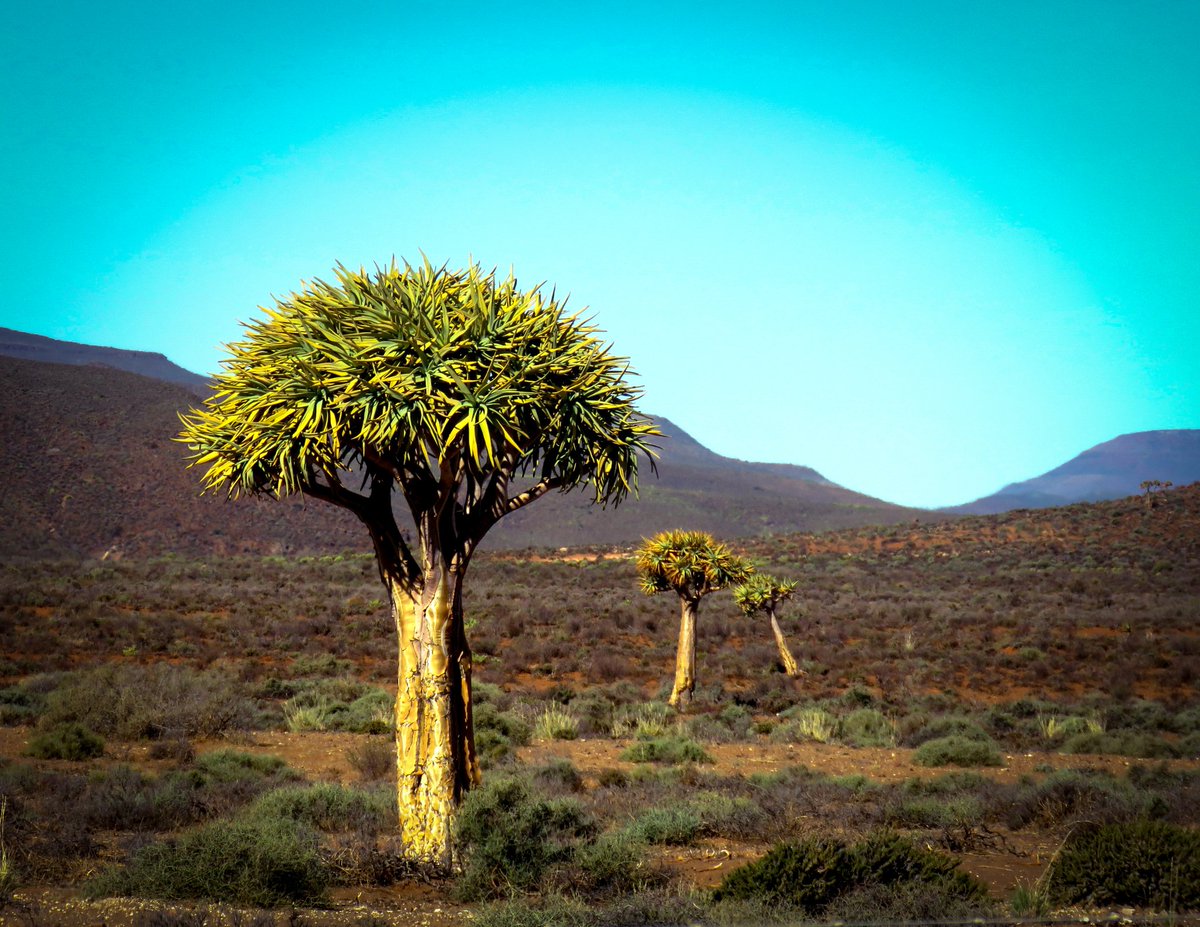 adibecause's tweet photo. #landscape #mountain #quivertree #karoo https://t.co/u5lilqEH5q