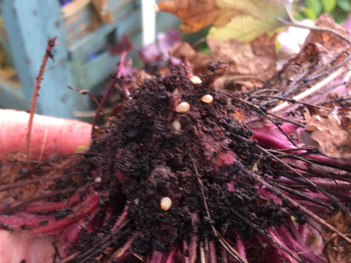 Hugh_Cassidy's tweet photo. Uh oh - under attack from vine weevil grubs 🤨🤨🤨 #evilweevil #Gardening #GardeningTwitter https://t.co/eklPro4uQS